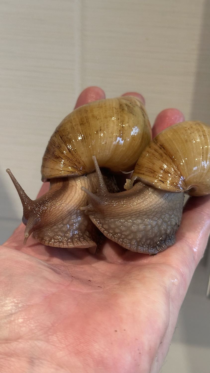 Zwei große Achatschnecken mit gelbbraunen Gehäusen auf einer Handfläche