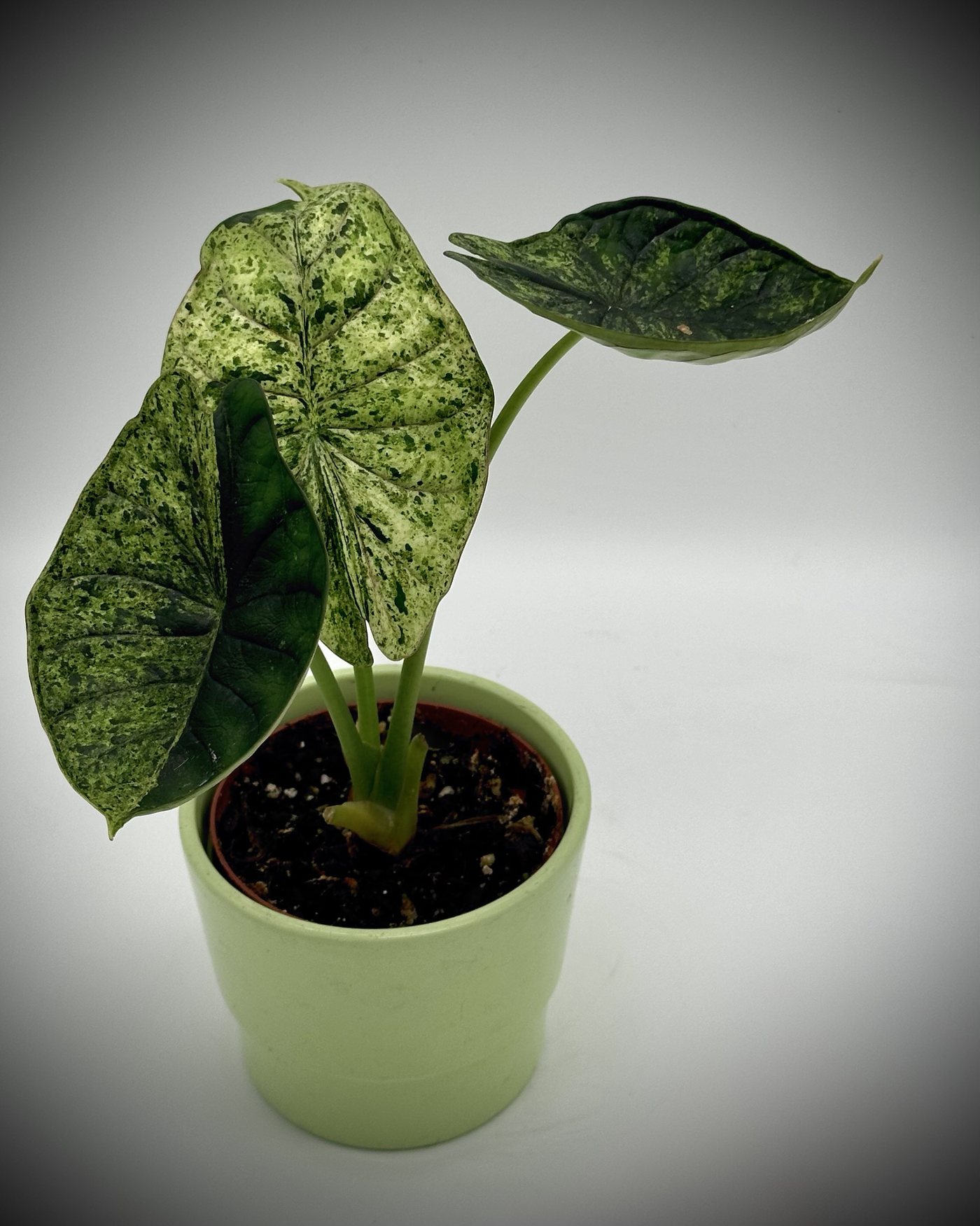 Junge Alocasia 'Dragon Scale' Mint mit drei Blättern in einem hellgrünen Keramiktopf, die Blätter mintgrün und dunkelgrün gesprenkelt