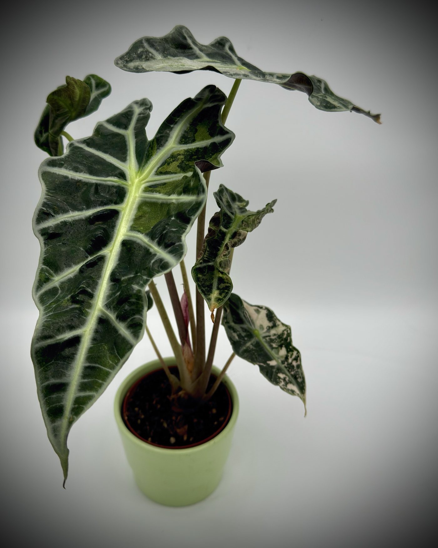 Junge Alocasia 'Polly' Variegata Pink mit mehreren Blättern in einem hellgrünen Keramiktopf, ein großes dunkelgrünes Blatt mit hellen Adern, kleinere Blätter mit cremefarbenen Flecken