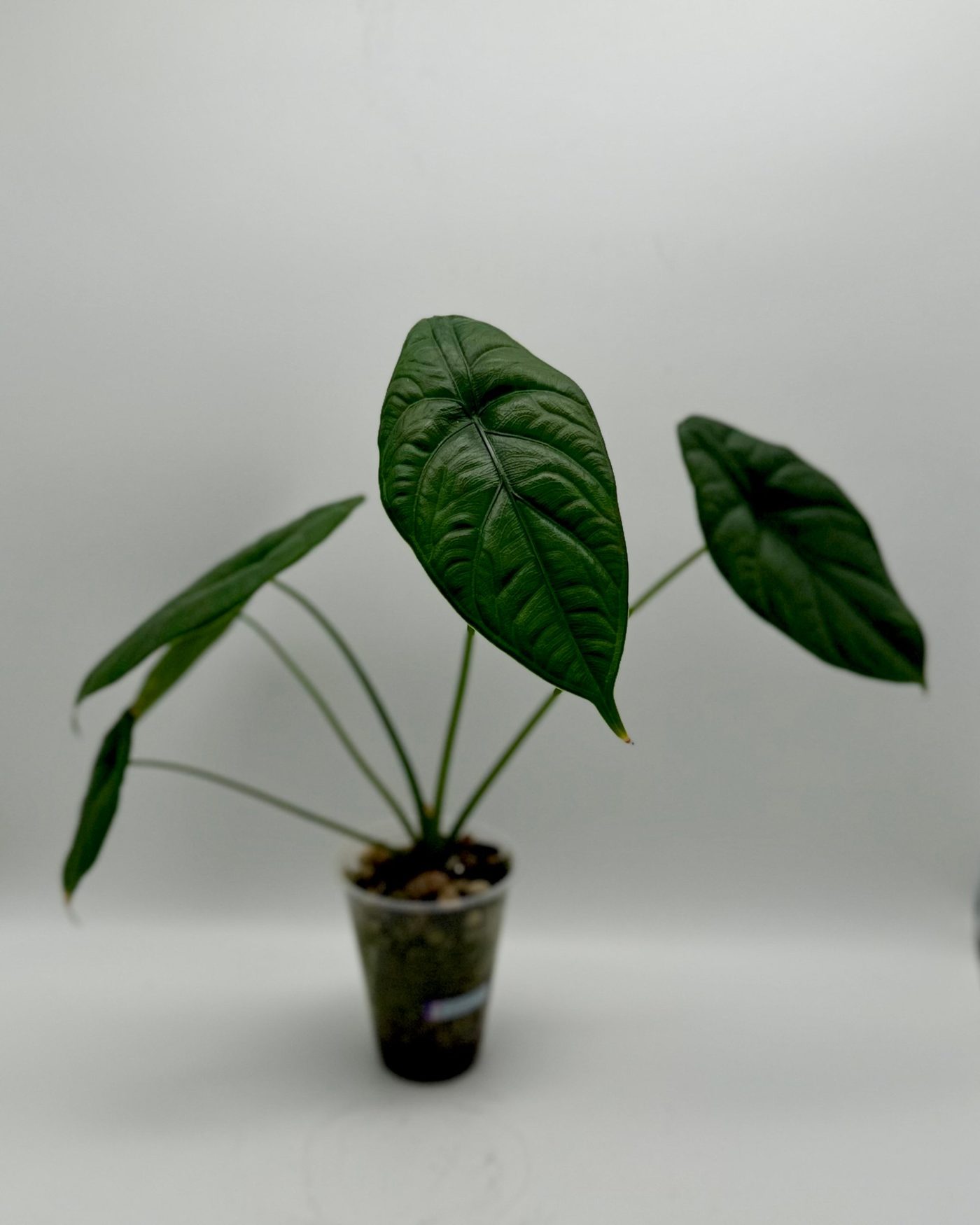 Junge Alocasia puncakborneensis mit mehreren dunkelgrünen, glänzenden Blättern mit erhabenem Adernetz in einem durchsichtigen Topf