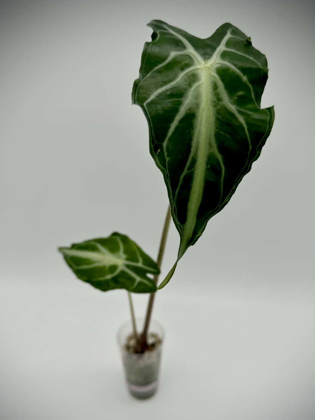 Junge Alocasia 'Venom' mit zwei Blättern in einem kleinen durchsichtigen Topf, das große Blatt mit hellen Adern und schmal ausgezogener Spitze
