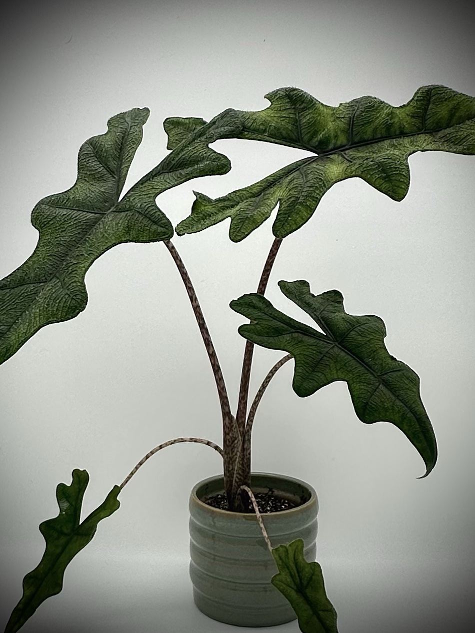 Alocasia mit gelappten dunkelgrünen Blättern und gesprenkelten Stielen im Topf