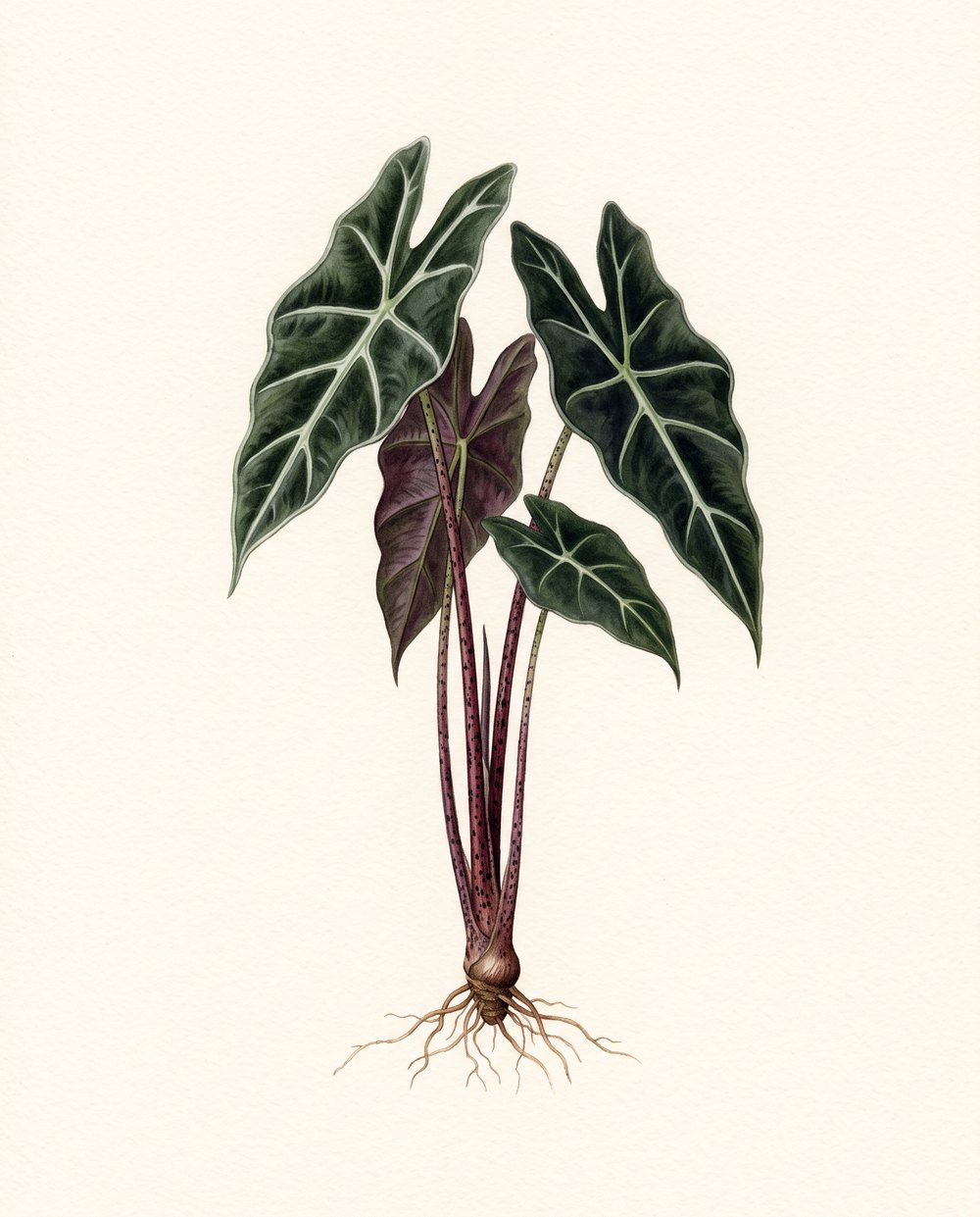 Zeichnung einer Alocasia mit vier dunklen, pfeilförmigen Samtblättern, hellen Blattadern, rotvioletten gefleckten Stielen und einem kleinen Rhizom mit Wurzeln