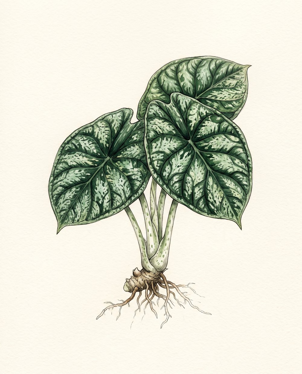 Botanische Zeichnung einer Alocasia 'Dragon Scale' Mint mit breiten, herzförmigen, mintgrün und cremefarben gesprenkelten Blättern, kurzen Stielen und Rhizom