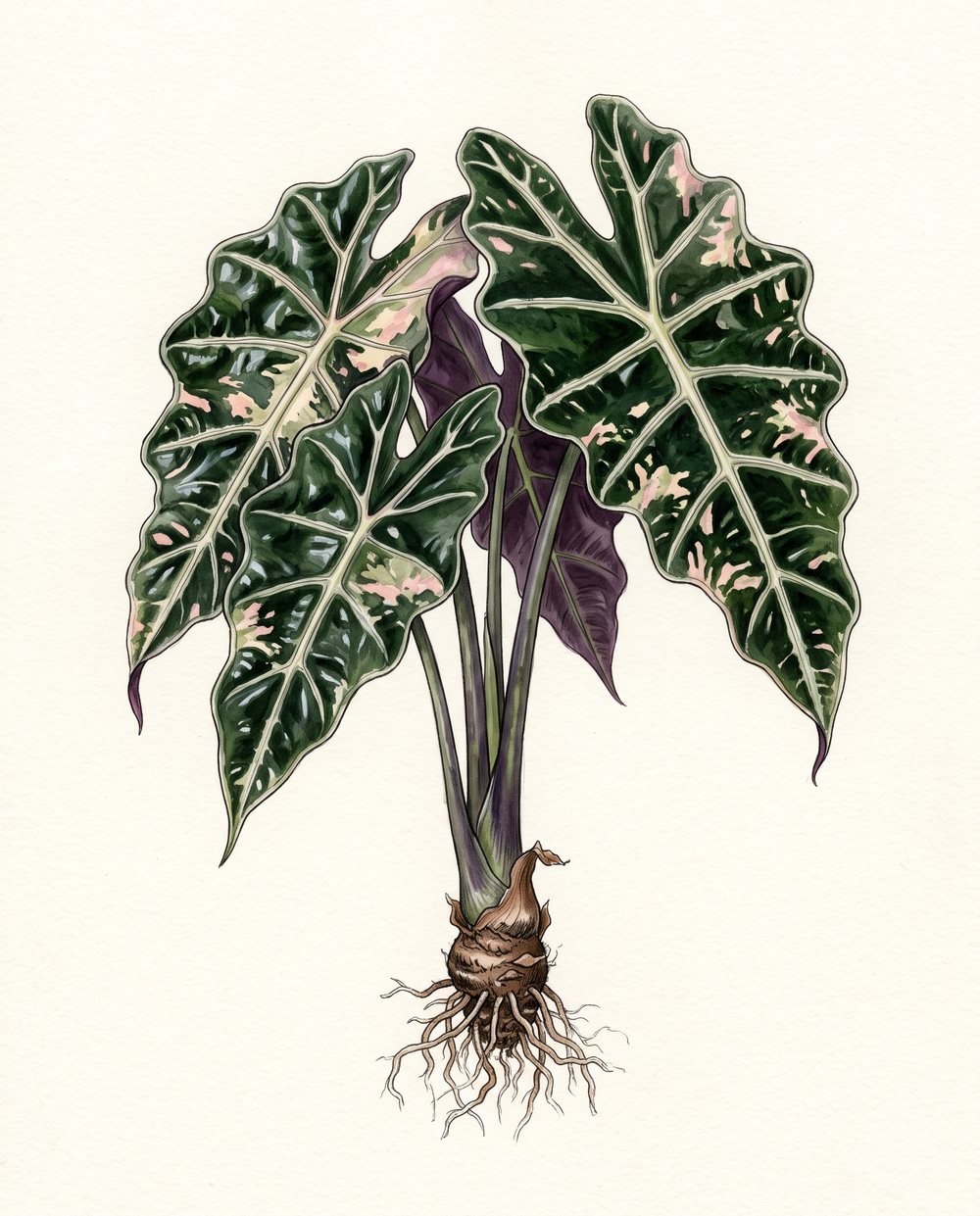 Botanische Zeichnung einer Alocasia 'Polly' mit pfeilförmigen, dunkelgrünen Blättern, hellen Adern und rosa-cremefarbenen Flecken, mit Rhizom