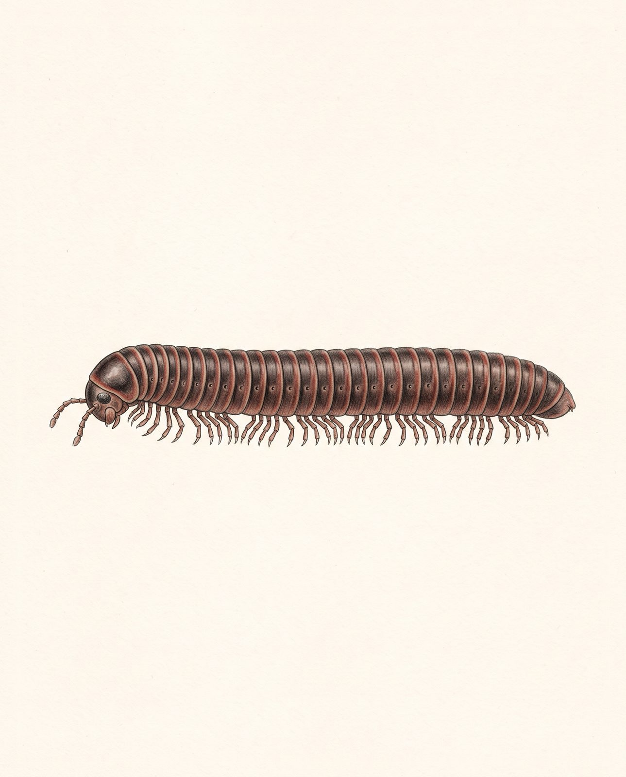 Zeichnung eines Afrikanischen Riesentausendfüßers von der Seite: langer, dunkel geringelter Körper mit vielen Beinen