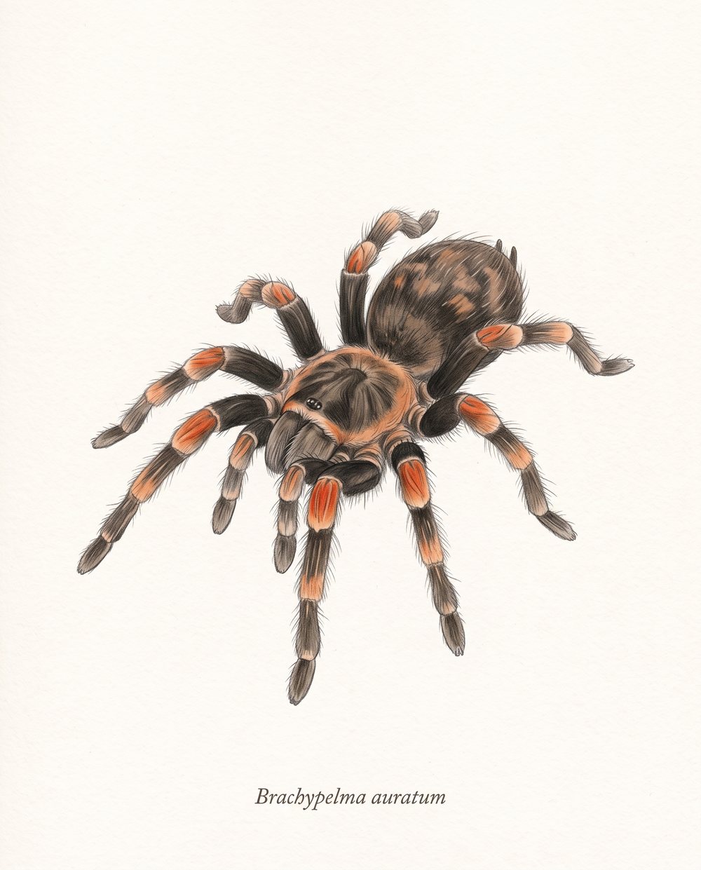 Zeichnung einer Brachypelma auratum mit schwarzen Beinen und flammenförmig rotorangen Knien