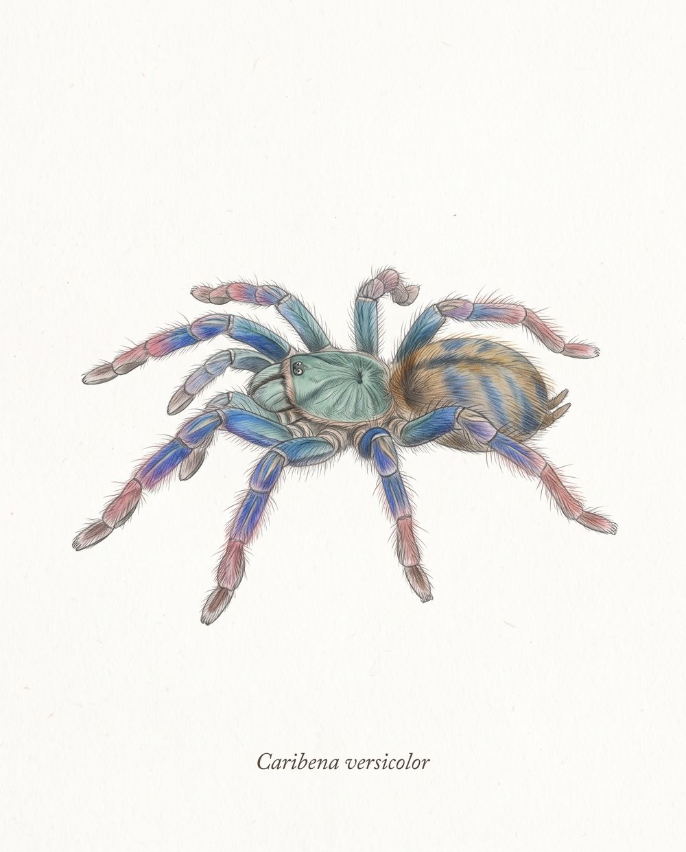 Zeichnung einer Caribena versicolor mit grünblauem Vorderkörper, blau und rosa gefärbten, dicht behaarten Beinen und rotbraun behaartem Hinterleib