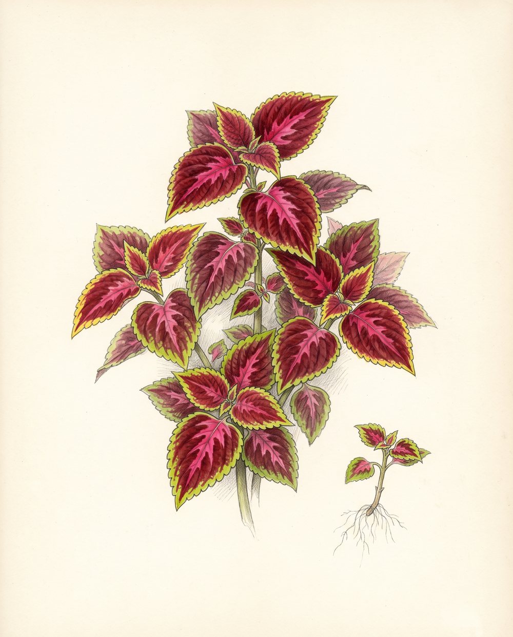 Zeichnung einer Buntnessel mit gezackten Blättern in Burgunderrot, Rosa und Limettengrün mit gelbem Rand und einem kleinen bewurzelten Stecklingstrieb