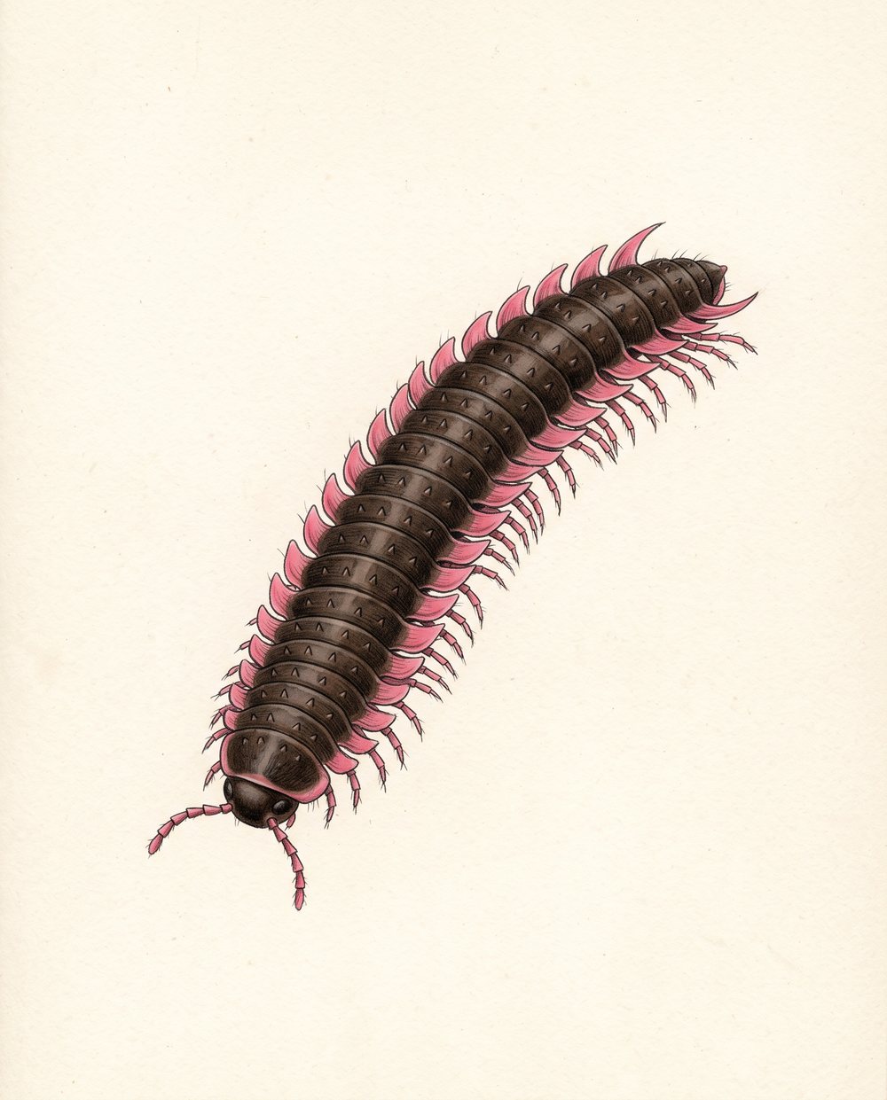 Zeichnung eines flachen Tausendfüßers schräg von oben: gebogener, dunkler Körper mit rosafarbenen, hochgestellten Seitenflügeln, rosa Beinen und rosa Fühlern