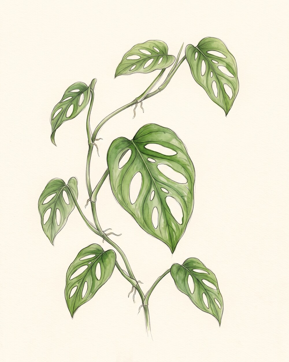Zeichnung einer Monstera adansonii mit rankendem Trieb und herzförmigen, durchlöcherten Blättern