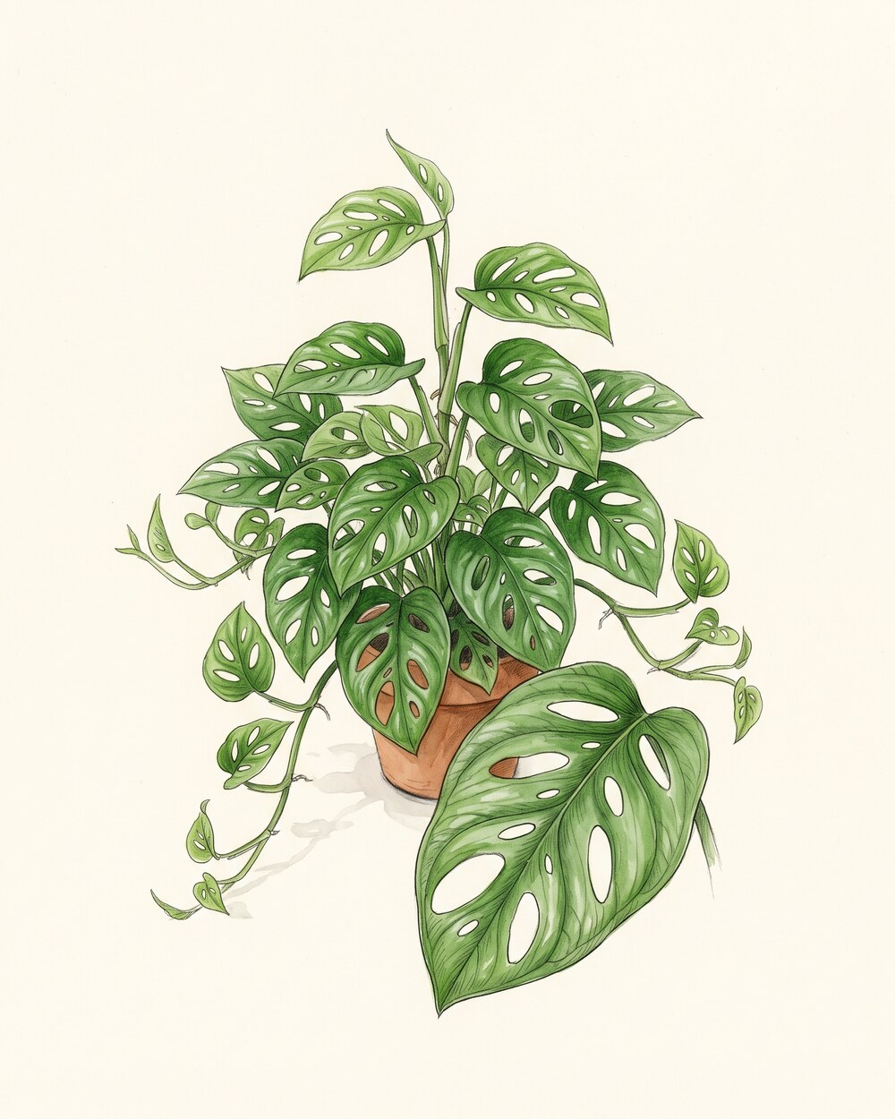 Zeichnung einer kompakten, buschigen Monstera Monkey Leaf in einem Terrakottatopf mit herzförmigen, durchlöcherten Blättern
