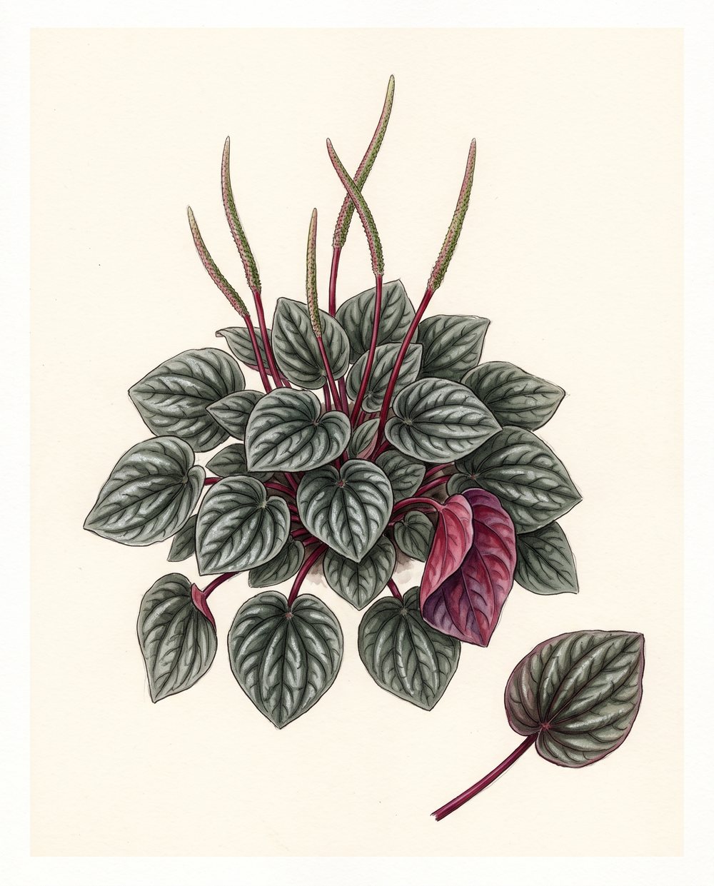 Zeichnung einer Peperomia caperata 'Rosso' als kompakte Rosette mit tief gerippten, silbrig grünen Blättern, roter Blattunterseite, langen Blütenkolben und einem Blattsteckling