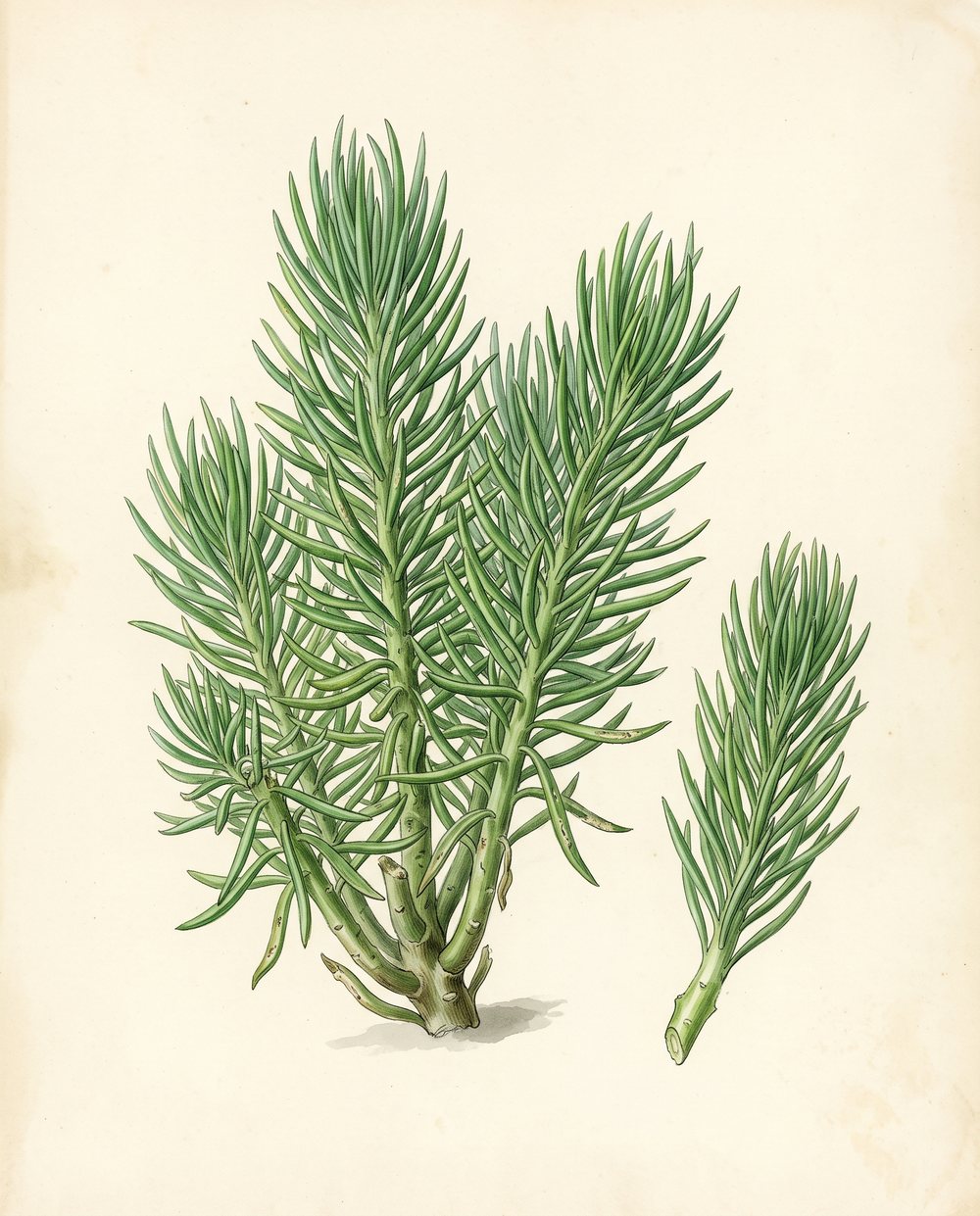 Zeichnung eines sukkulenten Senecio mit dicken Trieben und dicht stehenden, grünen, nadelartigen Blättern und einem einzelnen Trieb als Steckling