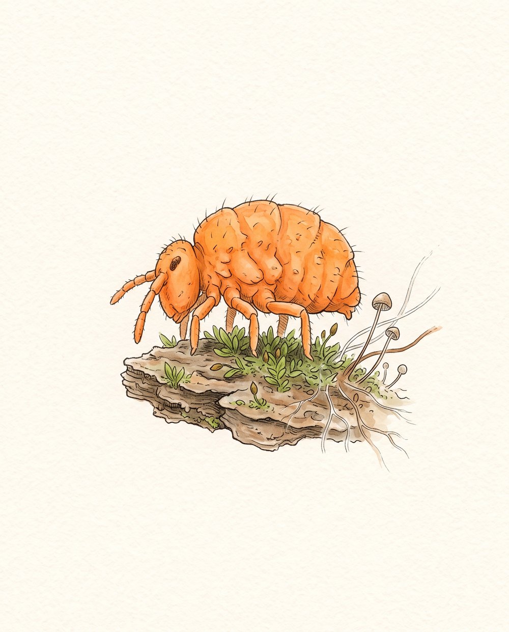 Zeichnung eines orangefarbenen Springschwanzes in Seitenansicht auf einem Rindenstück mit Moos und kleinen Pilzen