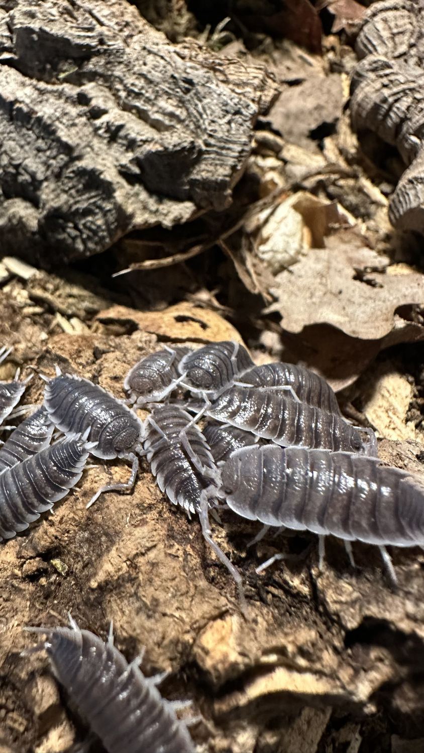 Gruppe grauer Asseln auf Korkrinde zwischen Falllaub