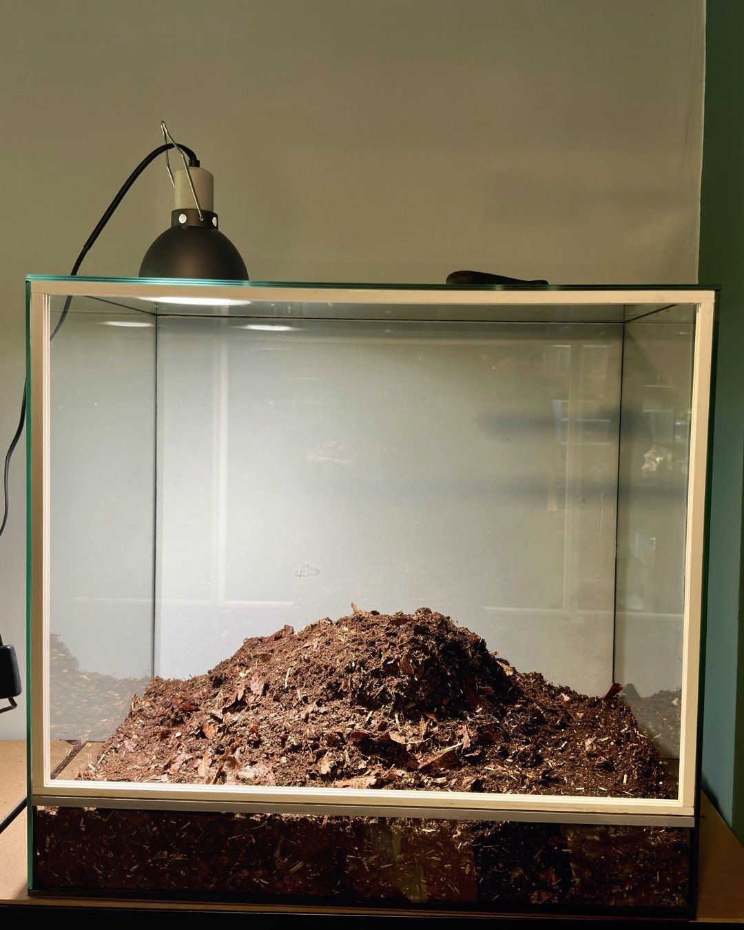 Leeres Glasbecken, in der Mitte ein Haufen Substrat, oben auf dem Deckel hängt die Lampe
