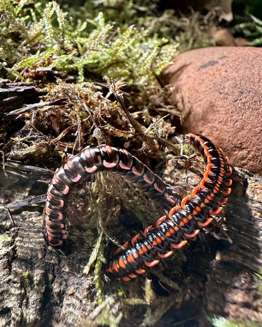 Zwei Antheromorpha uncinata auf Moos und Rinde, ein Tier wirkt rosa auf dunklem Grund, das andere orange auf Schwarz
