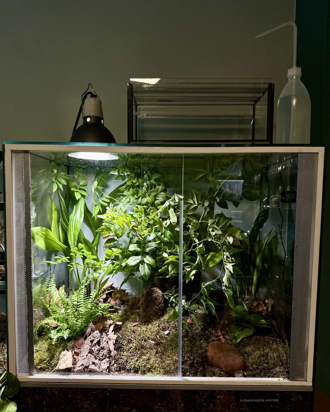 Fertig eingerichtetes Terrarium mit Farn, Schusterpalmen, Efeutute und Moospolstern, darüber eine Pflanzenlampe; unten am Becken das Schild „Antheromorpha uncinata“