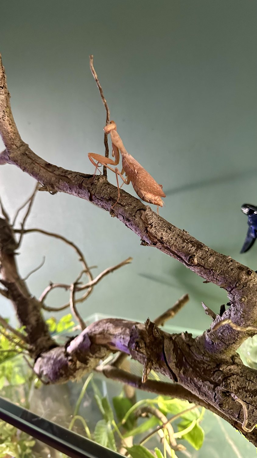 Eine hellbraune Afrikanische Riesenmantis sitzt auf einem knorrigen Dekoast im Terrarium