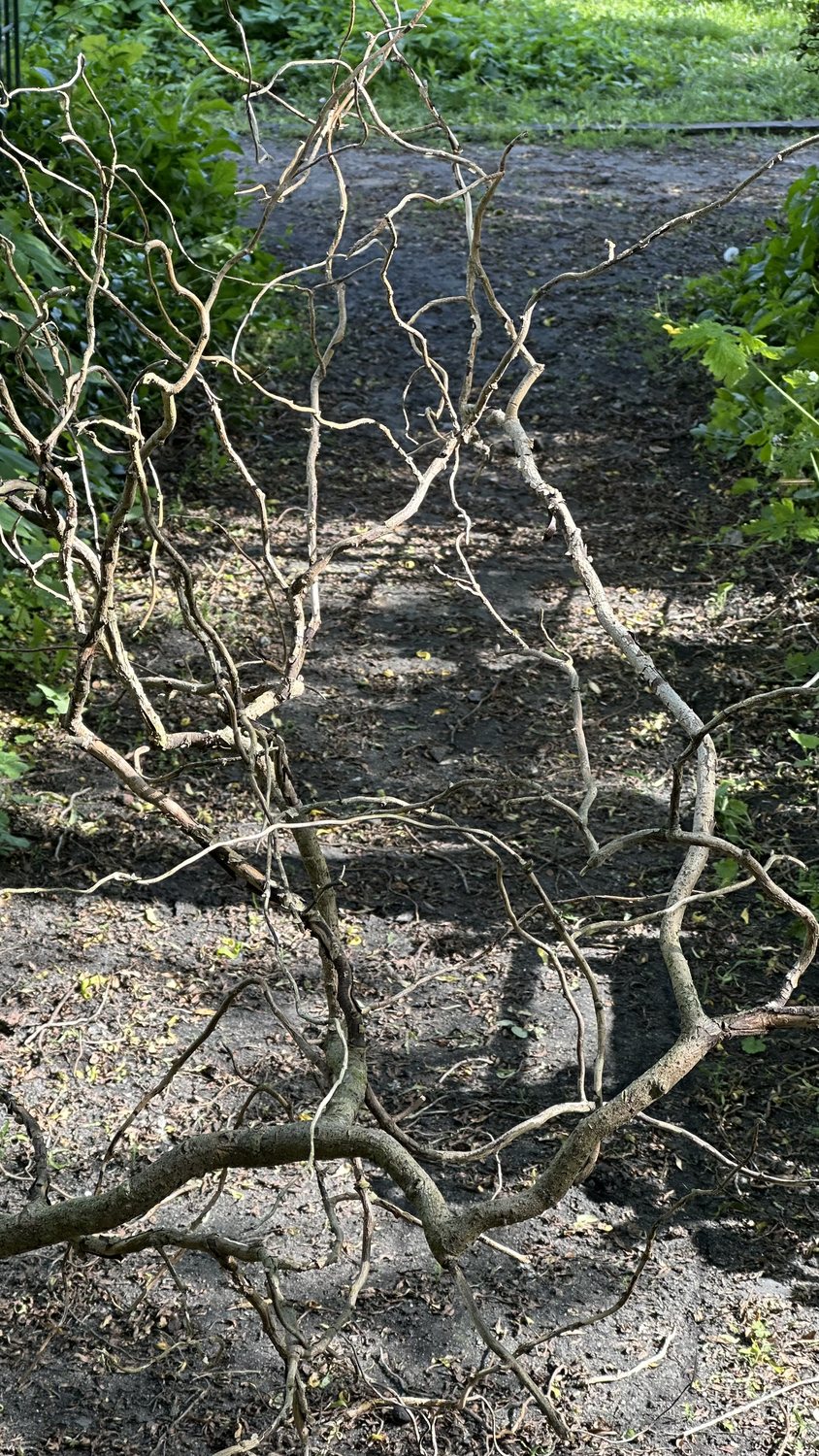 Ein großer, verzweigter Ast der Korkenzieherweide mit gedrehten Zweigen liegt auf dem Gartenweg