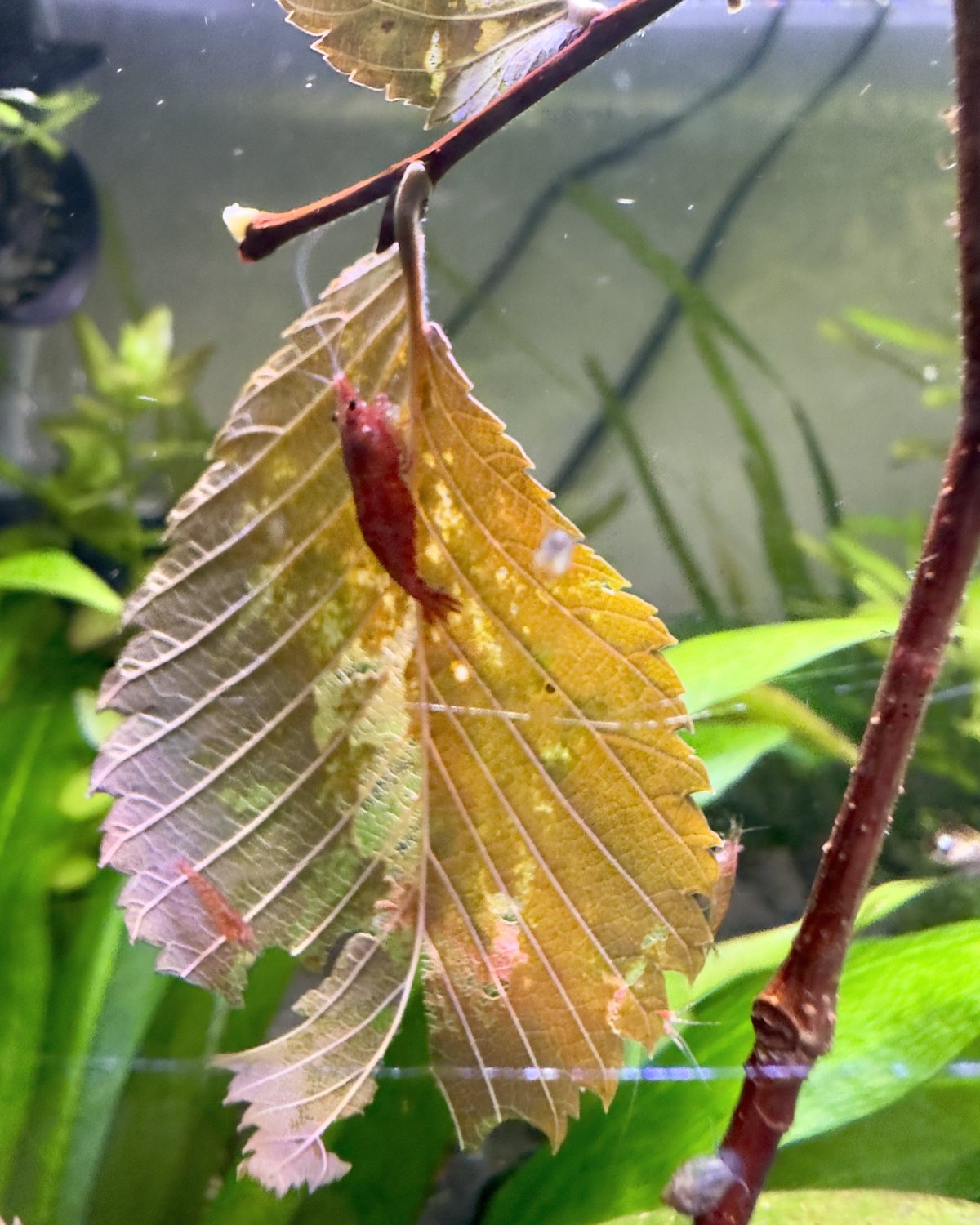 Eine rote Garnele sitzt auf einem gelb verfärbten Laubblatt, das an einem Zweig im Aquarium hängt