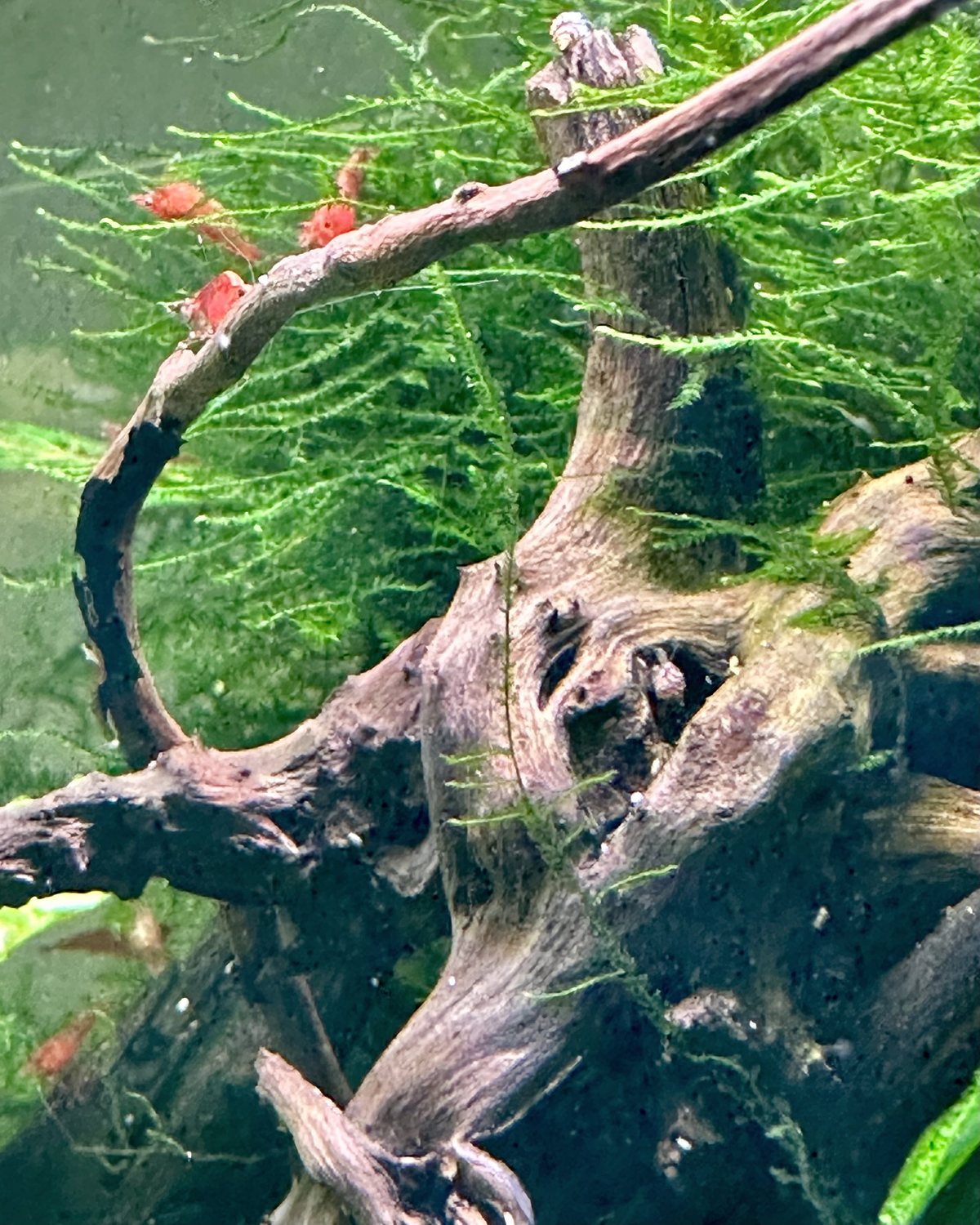 Alte, verdrehte Wurzel im Aquarium, bewachsen mit Moos, darauf rote Garnelen