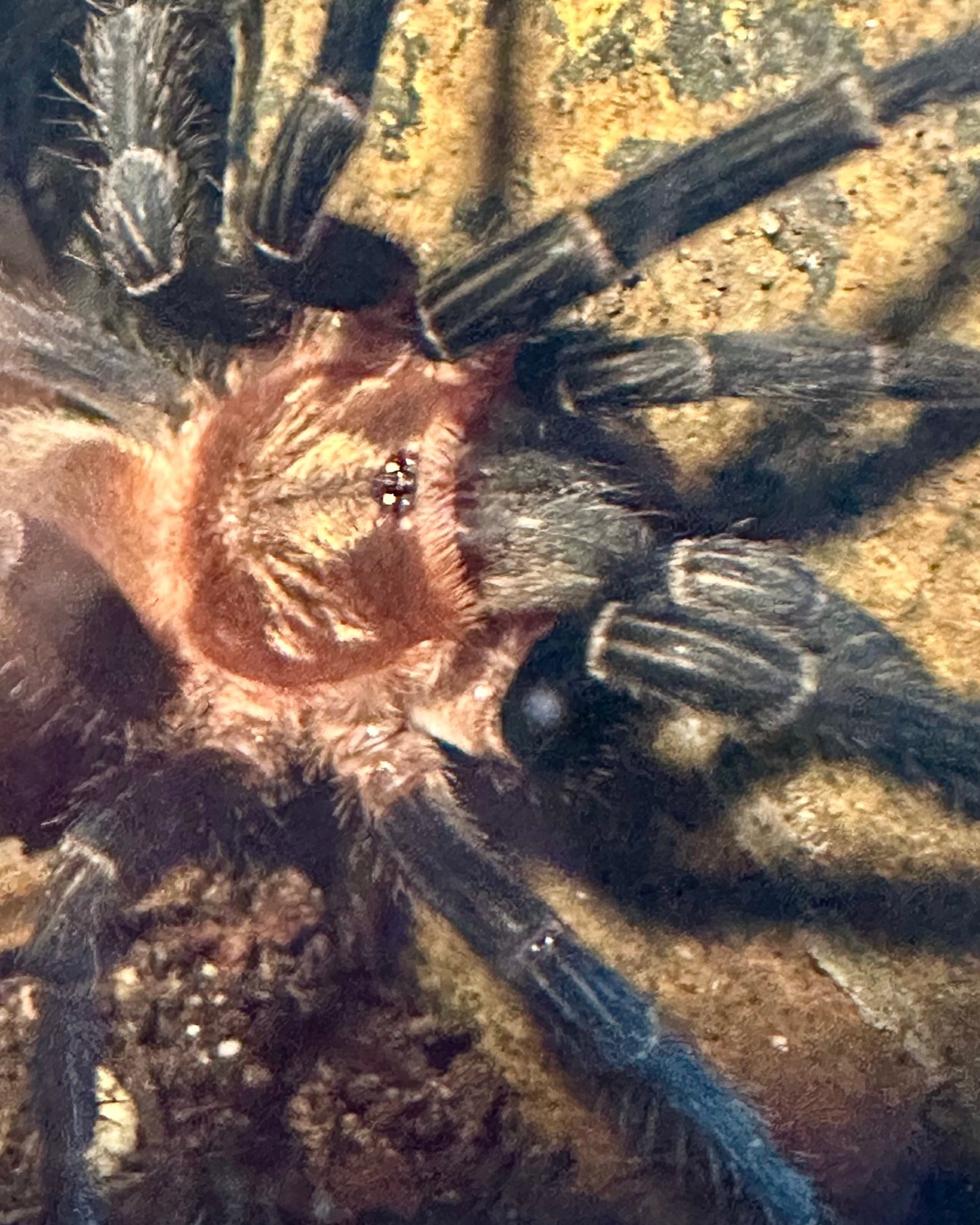 Nahaufnahme einer Vogelspinne mit orange behaartem Vorderkörper und dunklen Beinen mit hellen Ringen an den Gelenken