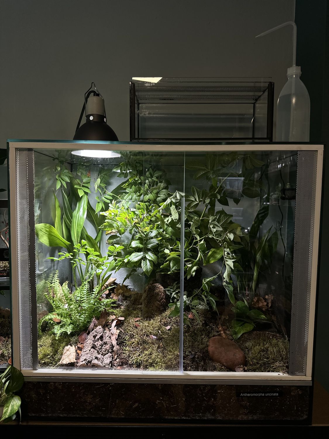 Dicht bepflanztes Terrarium mit Farn, Moos und kletternden Zweigen, beleuchtet von einer Lampe