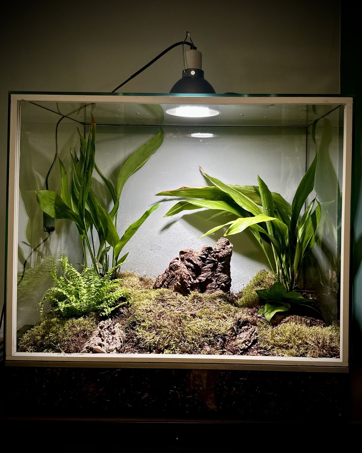 Terrarium mit hohen Aspidistra-Blättern, Farn, Moos und einem Stück Korkrinde