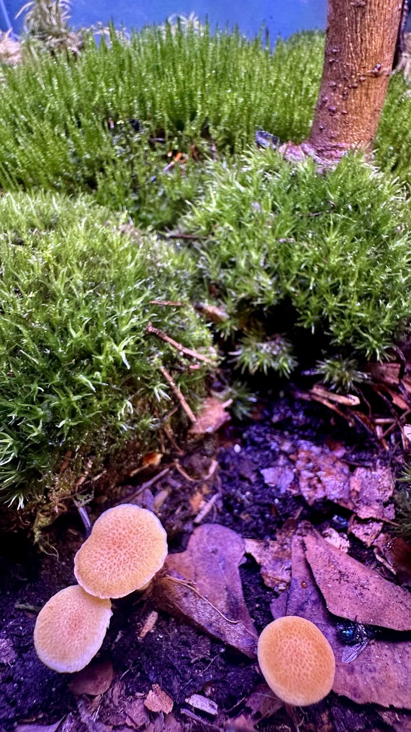 Drei kleine orange Pilze vor einem Polster aus feuchtem Moos