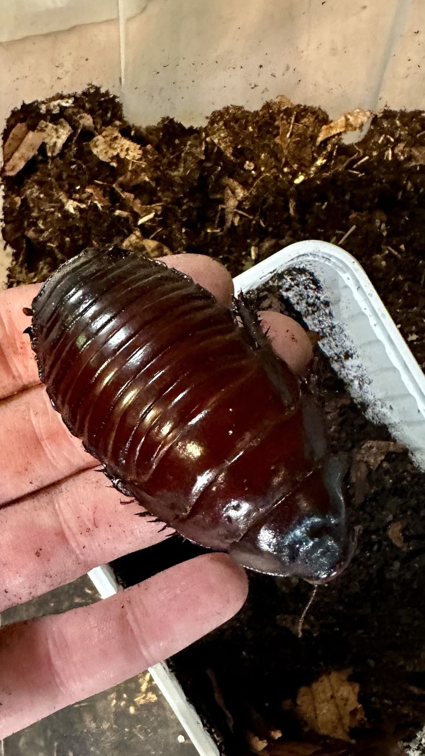 Große rotbraune, glänzende Schabe auf einer Hand über der Box