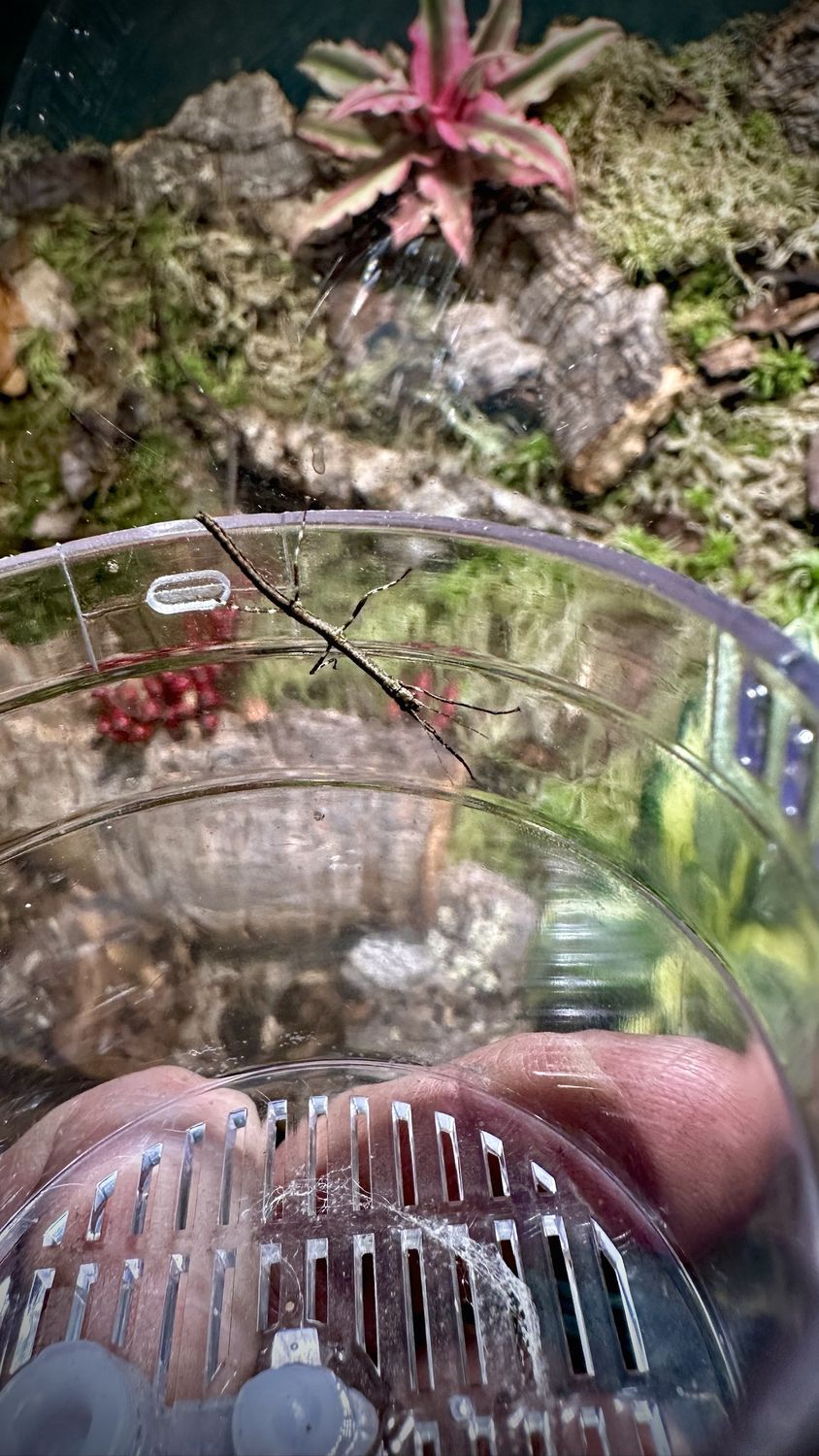 Dünne junge Knickstabschrecke auf dem Rand einer durchsichtigen Dose, im Hintergrund ein bepflanztes Terrarium