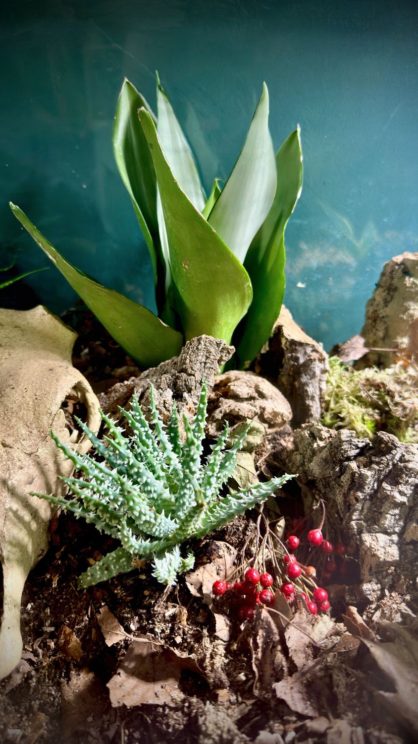 Sansevieria und eine bedornte blaugrüne Aloe zwischen Korkrinde, Moos und Laub vor blaugrüner Rückwand