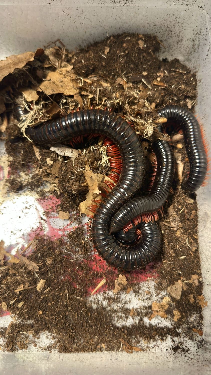 Mehrere schwarze Tausendfüßer mit roten Beinen, die sich im Bodengrund ineinander winden