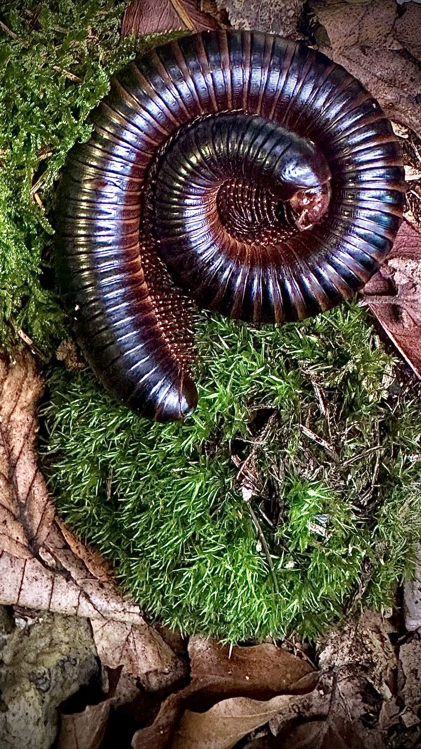 Eingerollter dunkler Tausendfüßer mit schimmernden Ringen auf grünem Moos