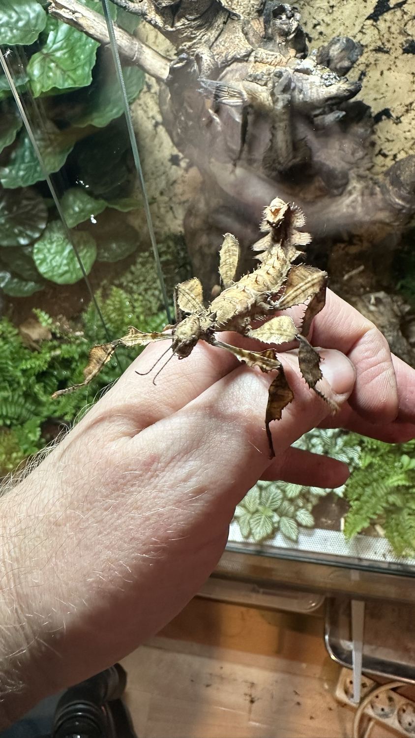 Australische Gespenstschrecke sitzt auf einer Hand vor einem Terrarium