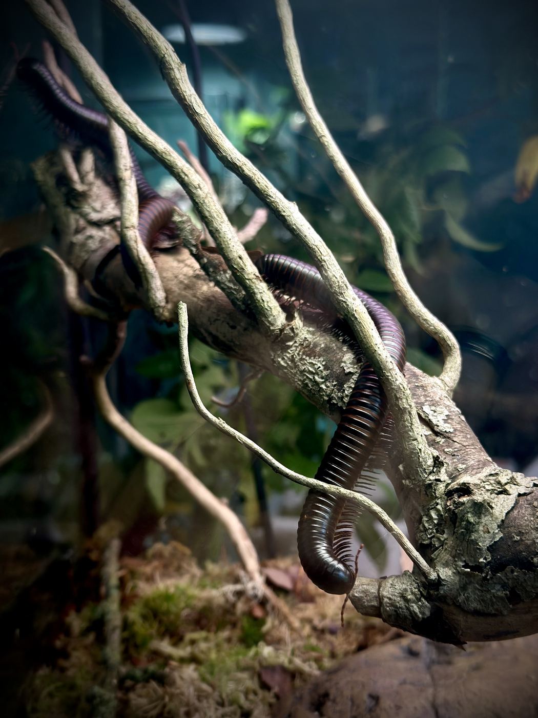 Afrikanische Riesentausendfüßer klettern über verzweigte Äste in einem bepflanzten Terrarium