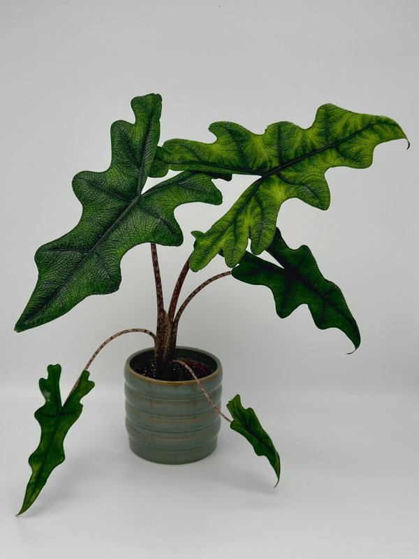 Alocasia tandurusa 'Jacklyn' mit tief gelappten dunkelgrünen Blättern