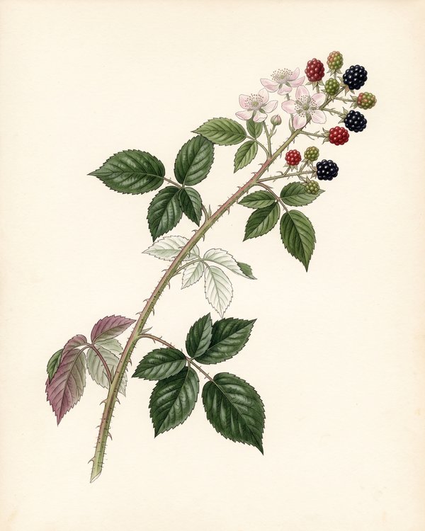 Zeichnung einer Brombeerranke mit Blüten und Früchten