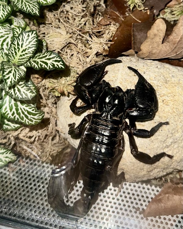 Skorpion Moros auf einem Stein