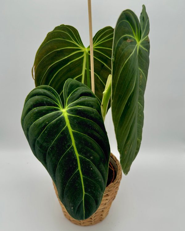 Philodendron melanochrysum mit samtigen dunklen Blättern