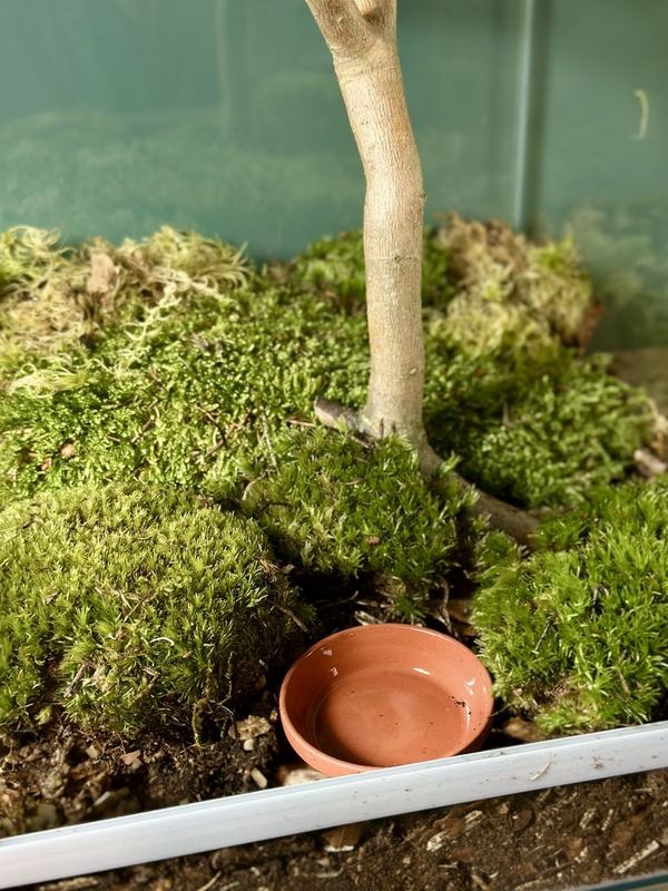 Terrarium mit Moospolstern, einem Ast und einem eingelassenen Tonuntersetzer