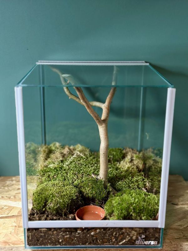 Fertig eingerichtetes Terrarium mit Ast, Moospolstern und Wasserschale