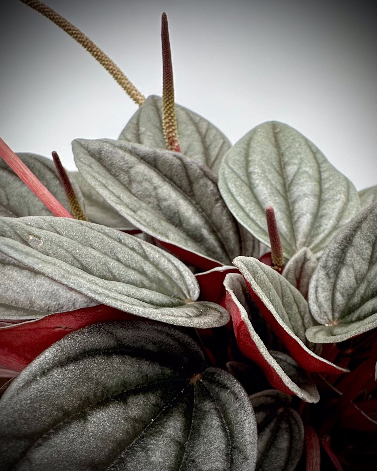 Nahaufnahme der gerippten, silbrig schimmernden Blätter einer Peperomia caperata 'Rosso' mit roten Blattunterseiten