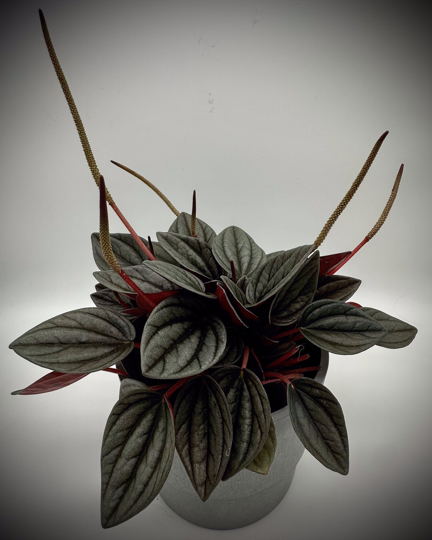Peperomia caperata 'Rosso' im hellgrauen Topf mit tief gerippten, silbrig grünen Blättern, roten Stielen und mehreren langen Blütenkolben