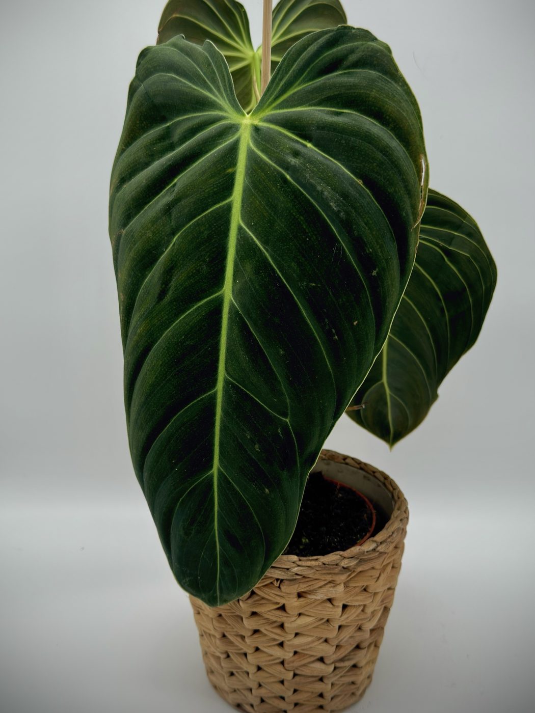 Junge Philodendron melanochrysum in einem Korbübertopf mit großen, samtigen dunkelgrünen Blättern und hellen Adern