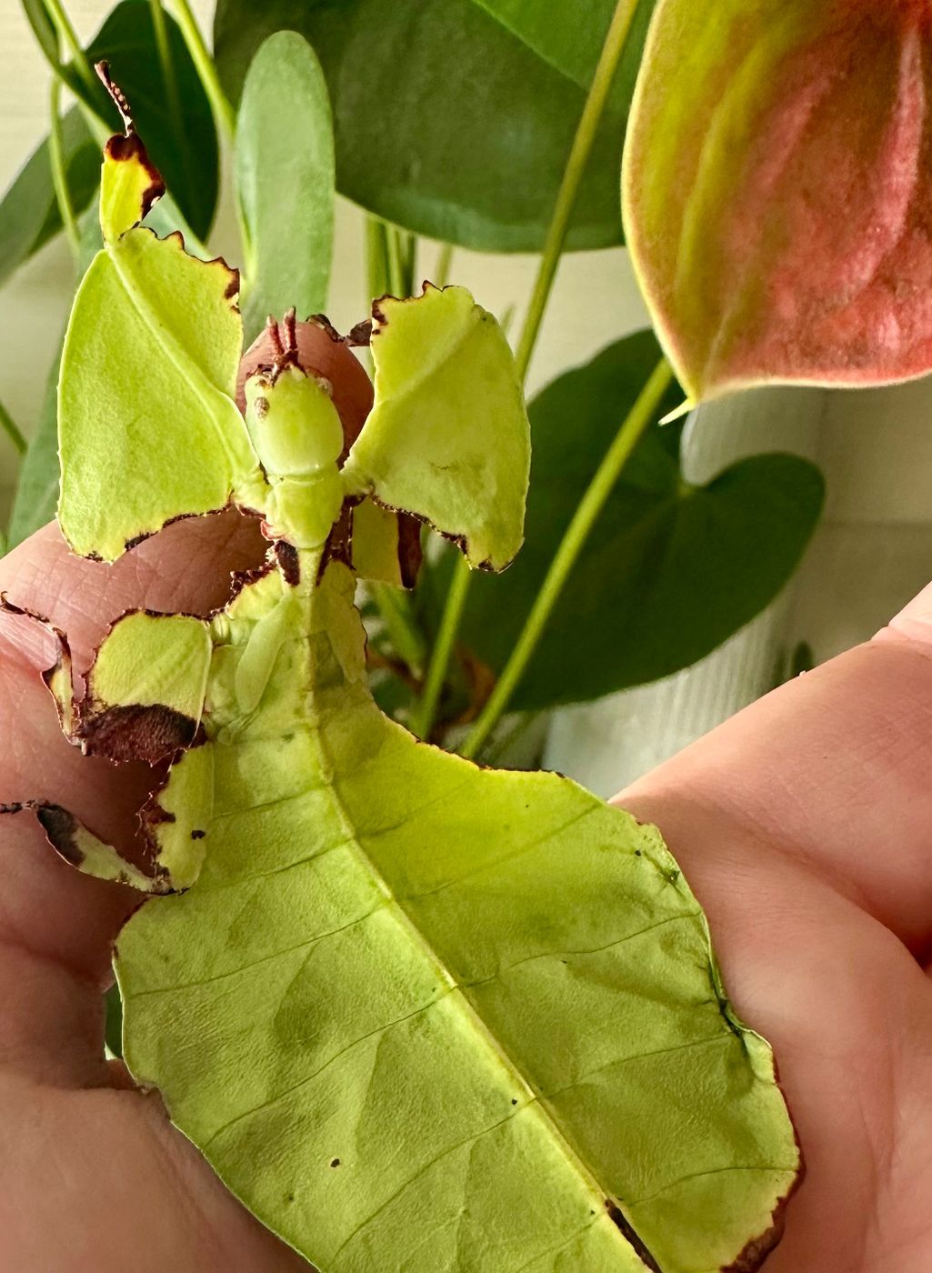 Ein großes, hellgrünes Wandelndes Blatt mit braunen Rändern sitzt auf einer Hand