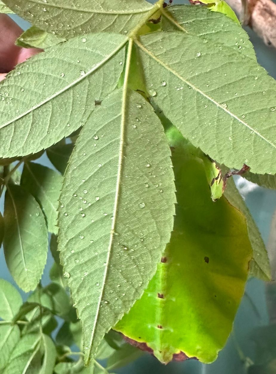 Ein Wandelndes Blatt hängt gut getarnt unter frischen Zweigen mit gefingerten Blättern