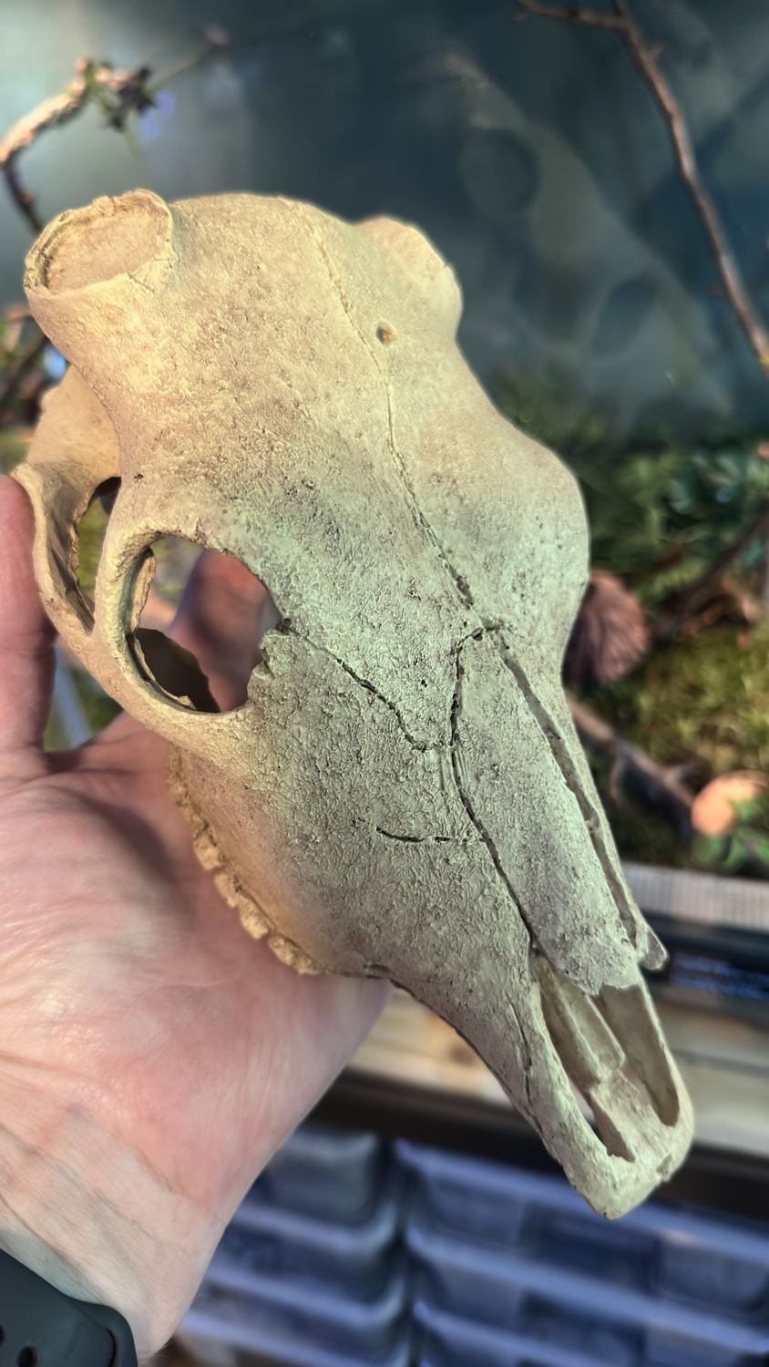 Hand hält einen Kunstharz-Tierschädel vor ein bepflanztes Terrarium